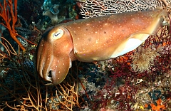 Raja Ampat 2016 - Sepia latimanus - Broadclub cuttlefish - Seiche - IMG_4592_rc